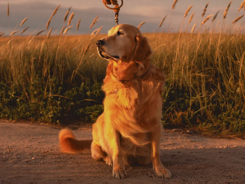 Rolig hund på en dansk kyststi i gyldent aftenlys med løs rebsnor